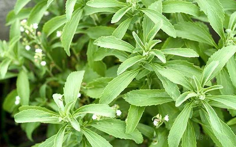 duong-co-ngot-stevia